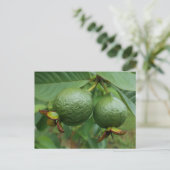 Guavas Briefkaart (Staand voorkant)
