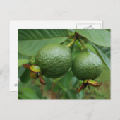 Guavas Briefkaart (Voorkant / Achterkant)