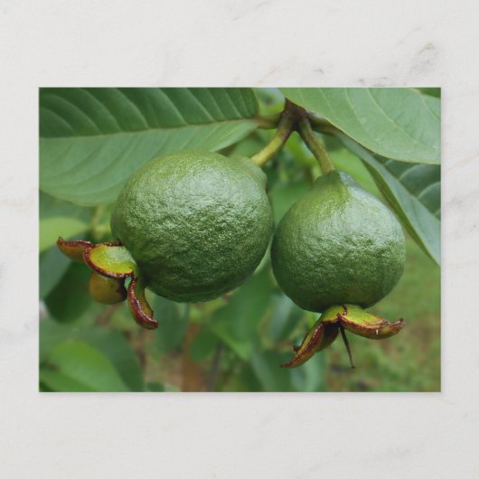 Guavas Briefkaart (Voorkant)