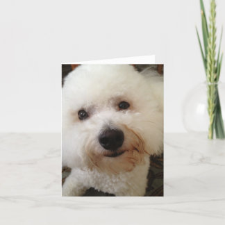 Gucci - Bichon Frise Carte pour notes