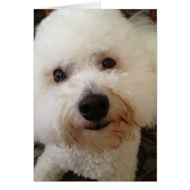 "Gucci" - een Bichon Frise Pup (Voorkant)