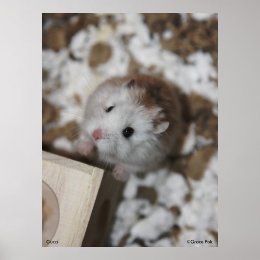 Gucci Poster (Voorkant)