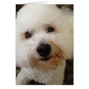 "Gucci" - un chiot de Bichon Frise