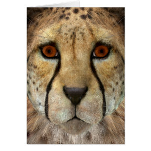 Guépard