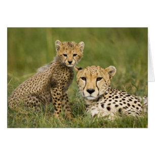 Guépard, Acinonyx jubatus, avec un petit