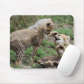 Guépard CUB jouant le tapis de souris (Avec souris)