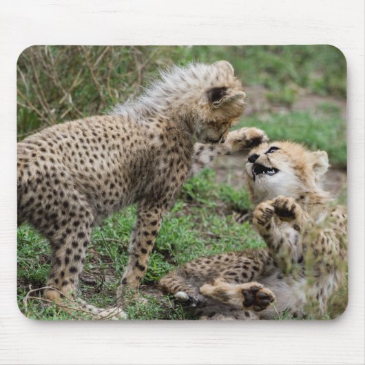 Guépard CUB jouant le tapis de souris (Devant)
