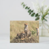 Guépard dans la savane de la carte postale de Masa (Debout devant)