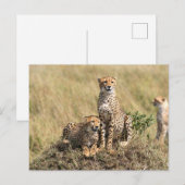 Guépard dans la savane de la carte postale de Masa (Devant / Derrière)