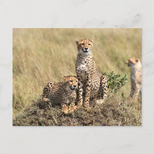 Guépard dans la savane de la carte postale de Masa (Devant)