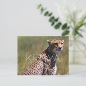 Guépard dans le Masai Mara, Kenya Carte postale de (Debout devant)