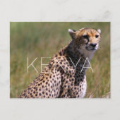 Guépard dans le Masai Mara, Kenya Carte postale de (Devant)