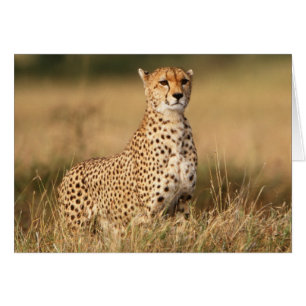 Guépard sur un petit monticule pour une meilleure