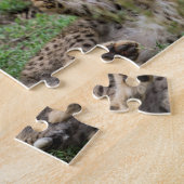 Guépards jouant le puzzle (Côté)