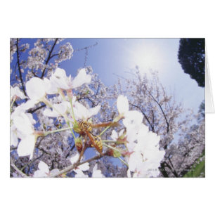 Guêpe sur des fleurs de cerisier, fin
