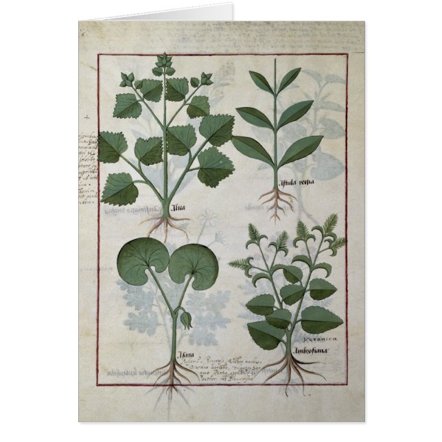 Guimauve et Hastula Regia Asarabacca et (Devant)