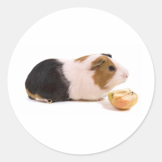 guinea pig eating an apple ronde sticker (Voorkant)