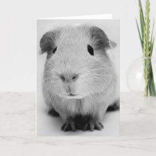 Guinea Pig Greeting Card Kaart