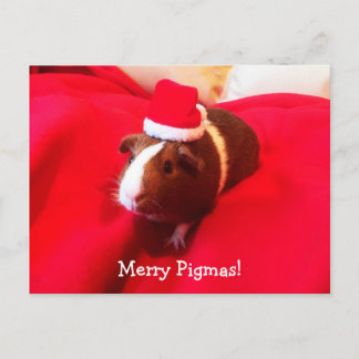 Guinea Pig Santa Claus Kerstvakantie Feestdagenkaart