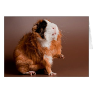 guinea pigs