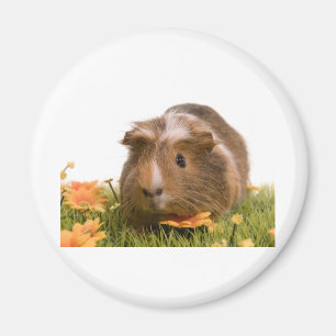 Guinea pigs on a lawn magneet