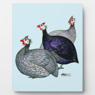 Guineas Drie Fotoplaat