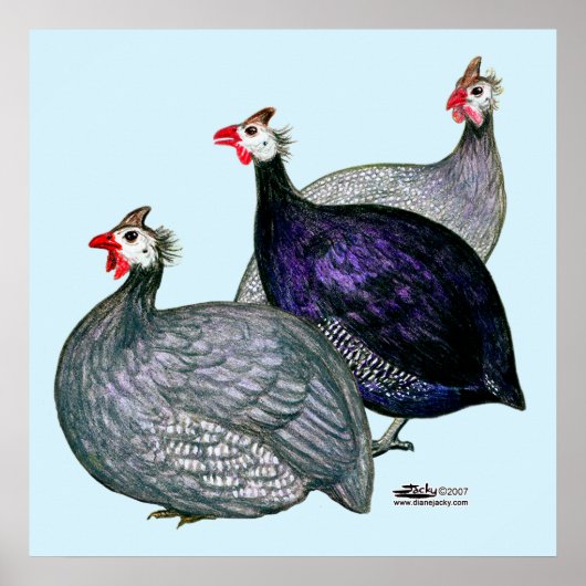 Guineas Drie Poster (Voorkant)