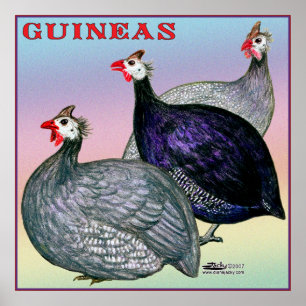 Guineas Three Fowl Poster