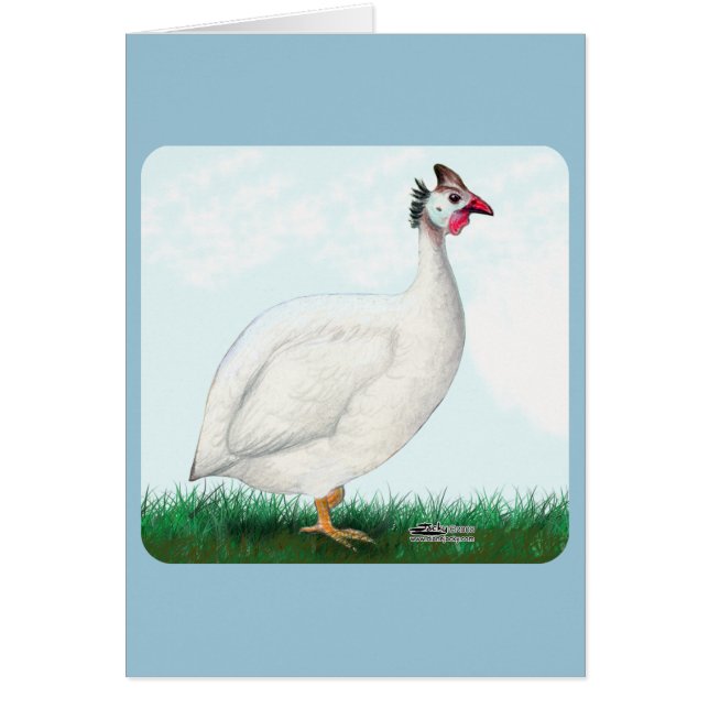 Guinée blanche (Devant)