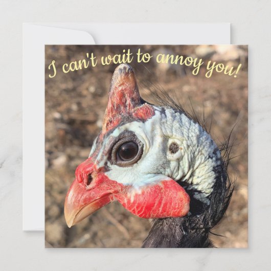 Guinee Fowl (Voorkant)