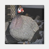 Guinee Fowl Magneet (Voorkant)