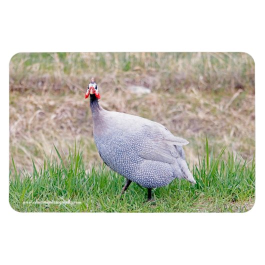Guinee Fowl Magneet (Horizontaal)