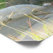 Guinee Fowl Poster (Hoek)