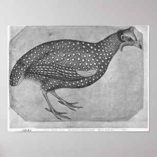 Guinee Fowl uit het Album van de Vallardi Poster