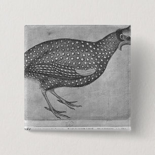 Guinee Fowl uit het Album van de Vallardi Vierkante Button 5,1 Cm