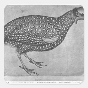 Guinee Fowl uit het Album van de Vallardi Vierkante Sticker