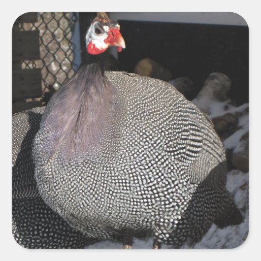Guinee Fowl Vierkante Sticker (Voorkant)