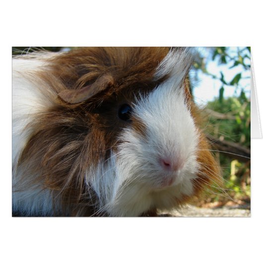 Guinee Pig (Voorkant Horizontaal)