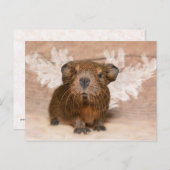 Guinee Pig Angel Briefkaart (Voorkant / Achterkant)