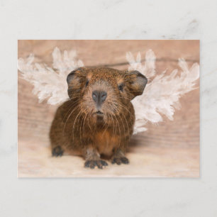 Guinee Pig Angel Briefkaart