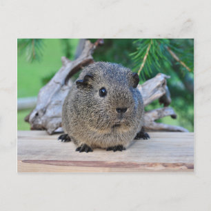 Guinee Pig Briefkaart