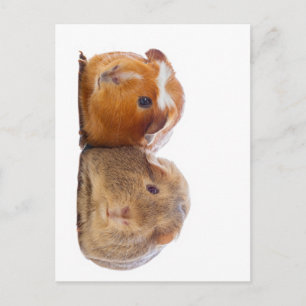 Guinee Pig Briefkaart