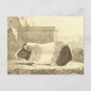  Guinee Pig Briefkaart