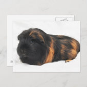 Guinee Pig Briefkaart (Voorkant / Achterkant)