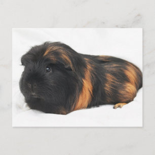 Guinee Pig Briefkaart