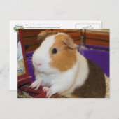 Guinee Pig Briefkaart (Voorkant / Achterkant)