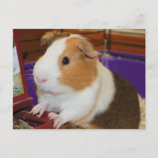 Guinee Pig Briefkaart