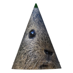 Guinee Pig Feesthoedjes