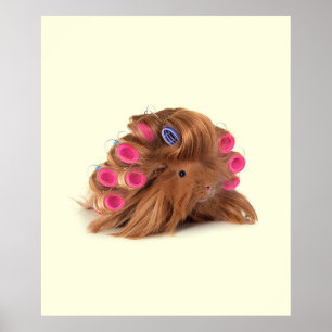 Guinee Pig Funny Curly Guinee Pig Lover Gifts Poster