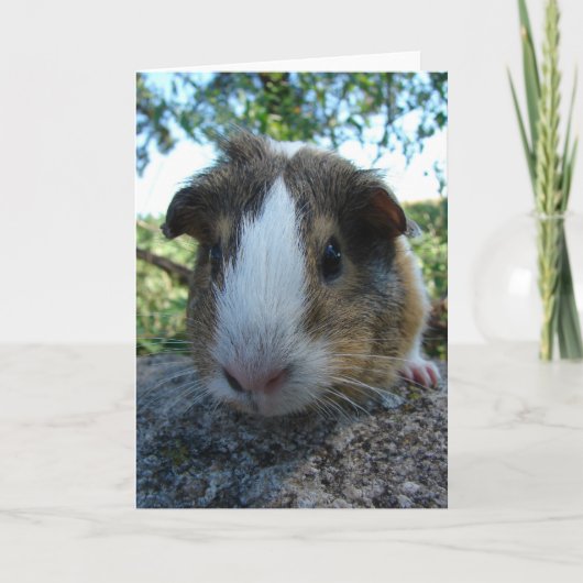 Guinee Pig Kaart (Voorkant)